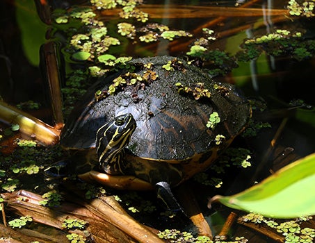 A turtle in a pond with vegetation on its back